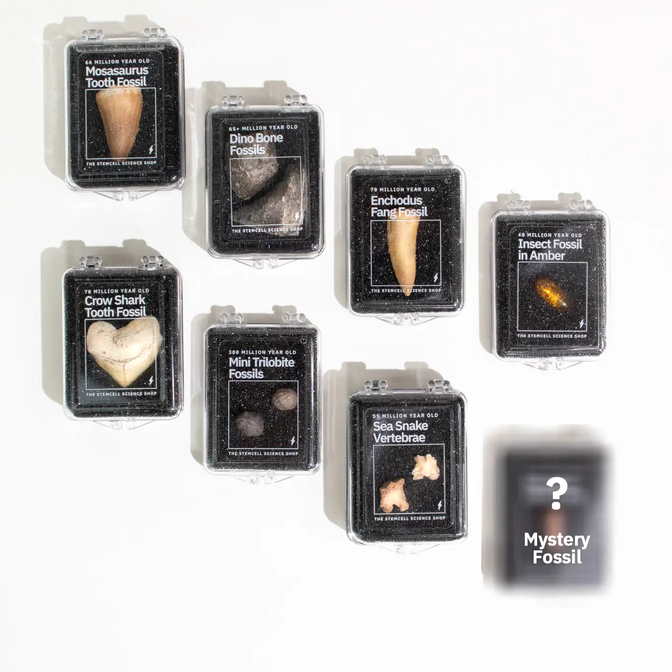Seven labeled fossil specimen boxes and a Stemcell Science Fossil Blind Bag with a question mark, perfect for fossil collectors.