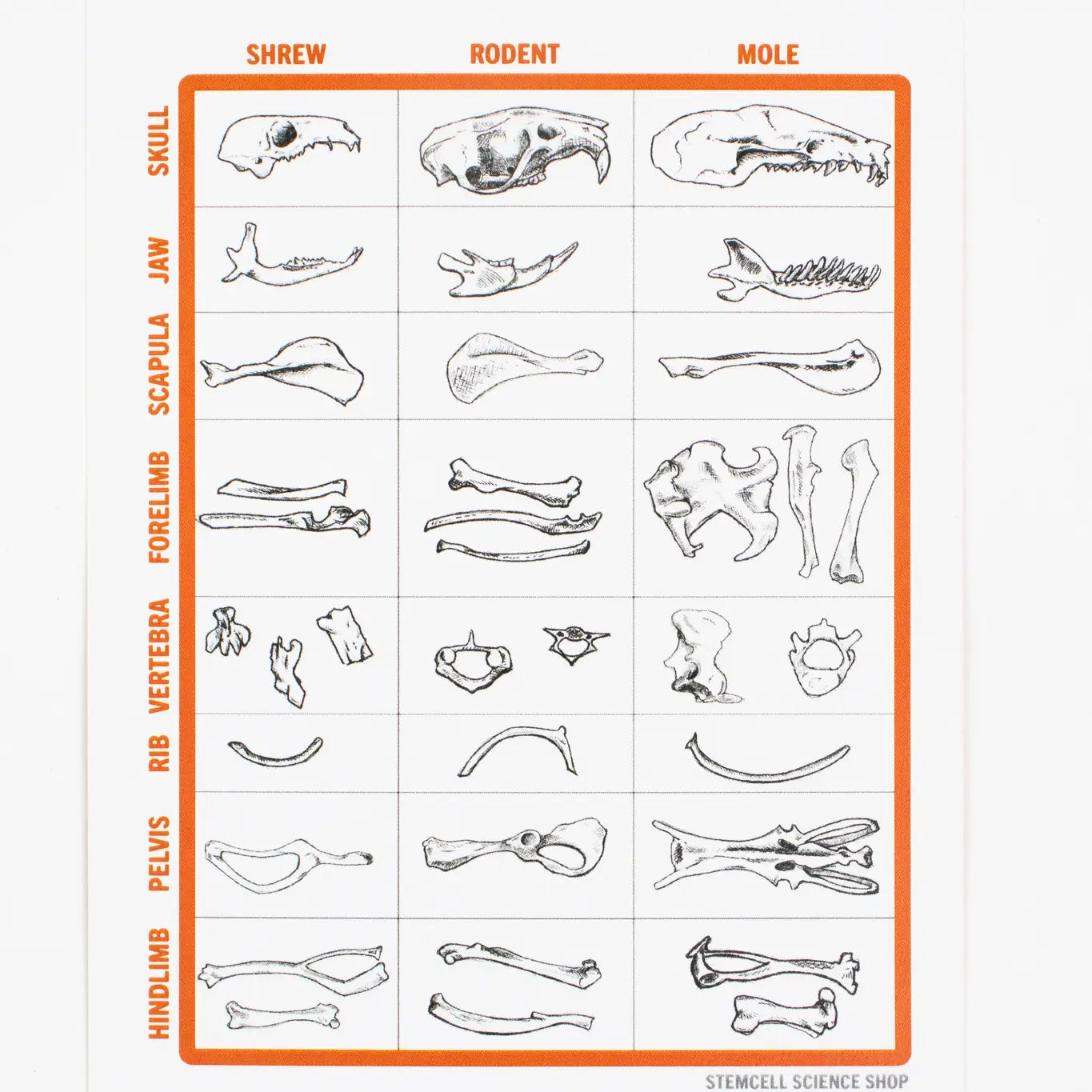 Stemcell Science Owl Dissection Owl Pellet Pack