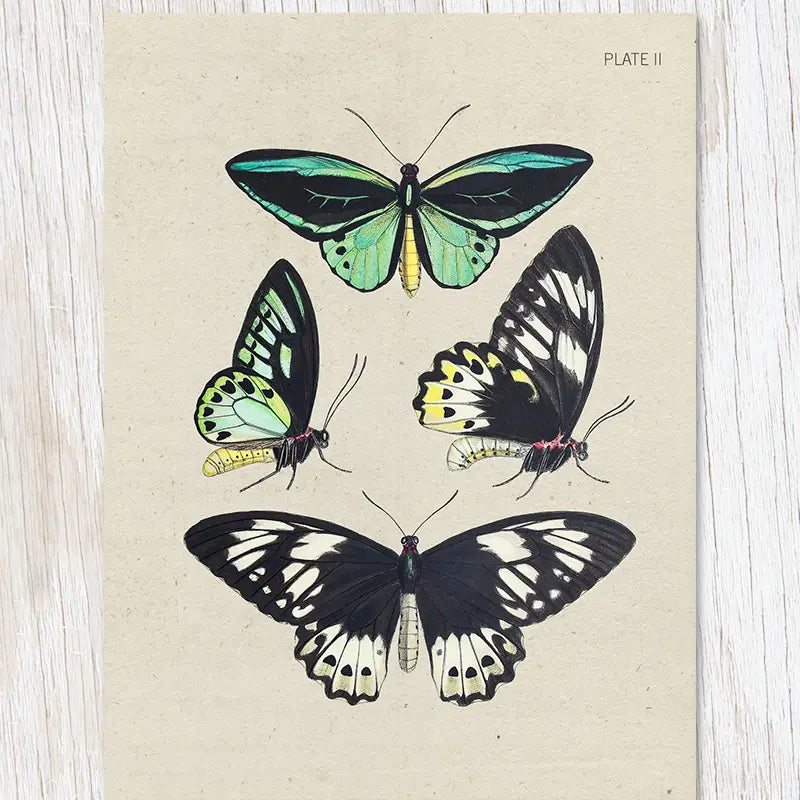 An illustration from the Cognitive Surplus Illustration Greeting Card Specimen Butterflies collection depicts four colorful butterflies on a beige background, labeled "Plate II." The butterflies display a variety of colors and patterns, making this scientific illustration card perfect for a unique butterfly greeting card.