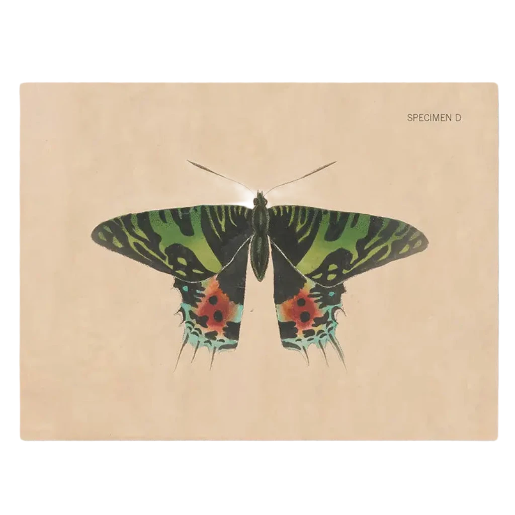 Illustration of a Chrysiridia rhipheus with green-and-black patterned wings and red spots, labeled "Specimen Plate D," on a beige background, perfect for an eco-friendly greeting card from the Cognitive Surplus Illustration Greeting Card collection.