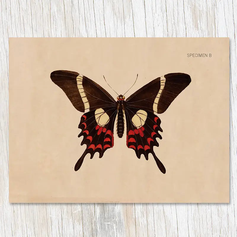 Illustration of a Cognitive Surplus Illustration Greeting Card Specimen B Butterfly, featuring a butterfly with brown wings and red accents on a beige background, all set on a light wood surface. The greeting card is crafted from recycled materials, adding an eco-friendly touch to this beautiful display.