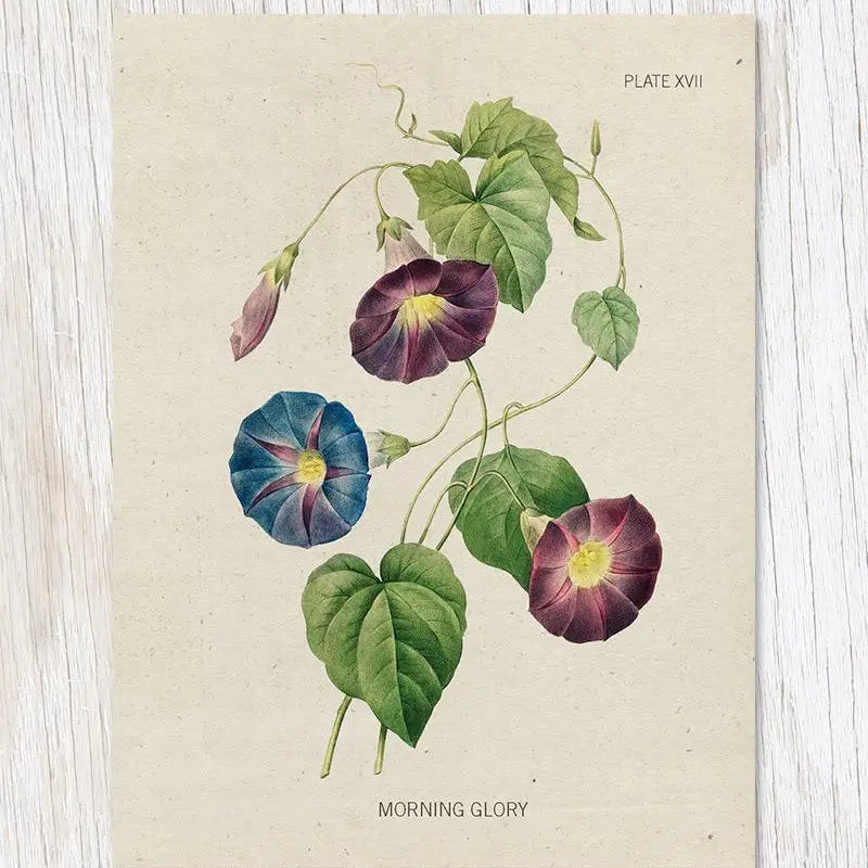 A card depicting morning glory flowers in purple and blue with green foliage on a specimen card type design