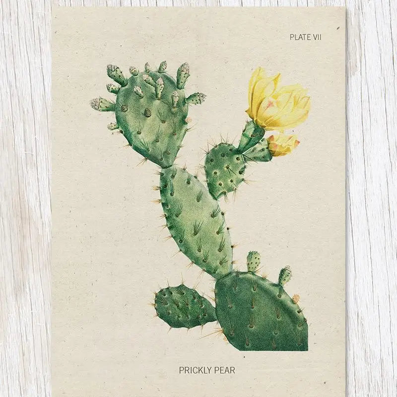 Illustration of a green prickly pear cactus with yellow flowers, labeled "Plate VII" and "Prickly Pear" on a textured background, ideal for the Cognitive Surplus Illustration Greeting Card Specimen Plate Cactus.
