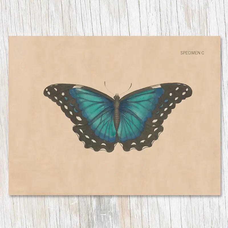 The Cognitive Surplus Illustration Greeting Card Specimen C Butterfly, featuring a blue and black butterfly displayed on a beige piece of paper against a light wooden background, serves as an eco-friendly greeting card made from 100% recycled materials.