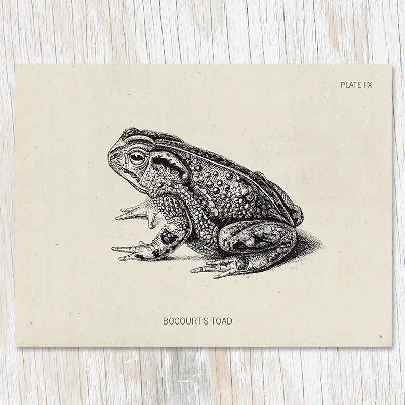 A vintage illustration titled "Specimen IIX Toad," featuring a detailed sketch of a toad on a beige background labeled "Plate IIX." This unique greeting card, part of the Cognitive Surplus Illustration Greeting Card collection, adds charm and character to any message.
