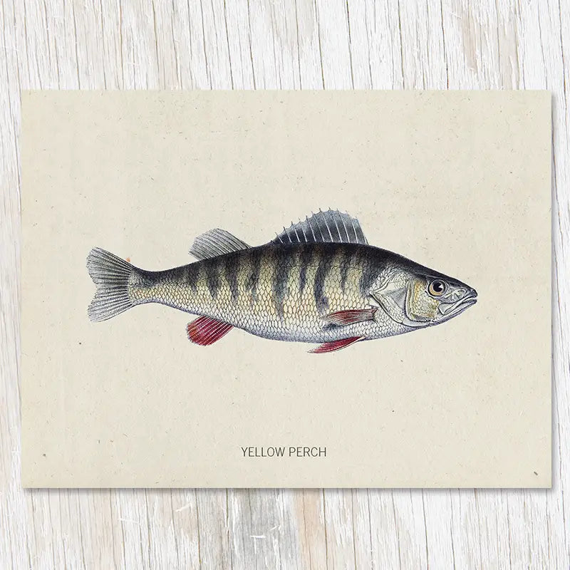 Illustration of a yellow perch fish on a beige background with the label "YELLOW PERCH" below the fish, perfect for the Cognitive Surplus Illustration Greeting Card Specimen Perch.