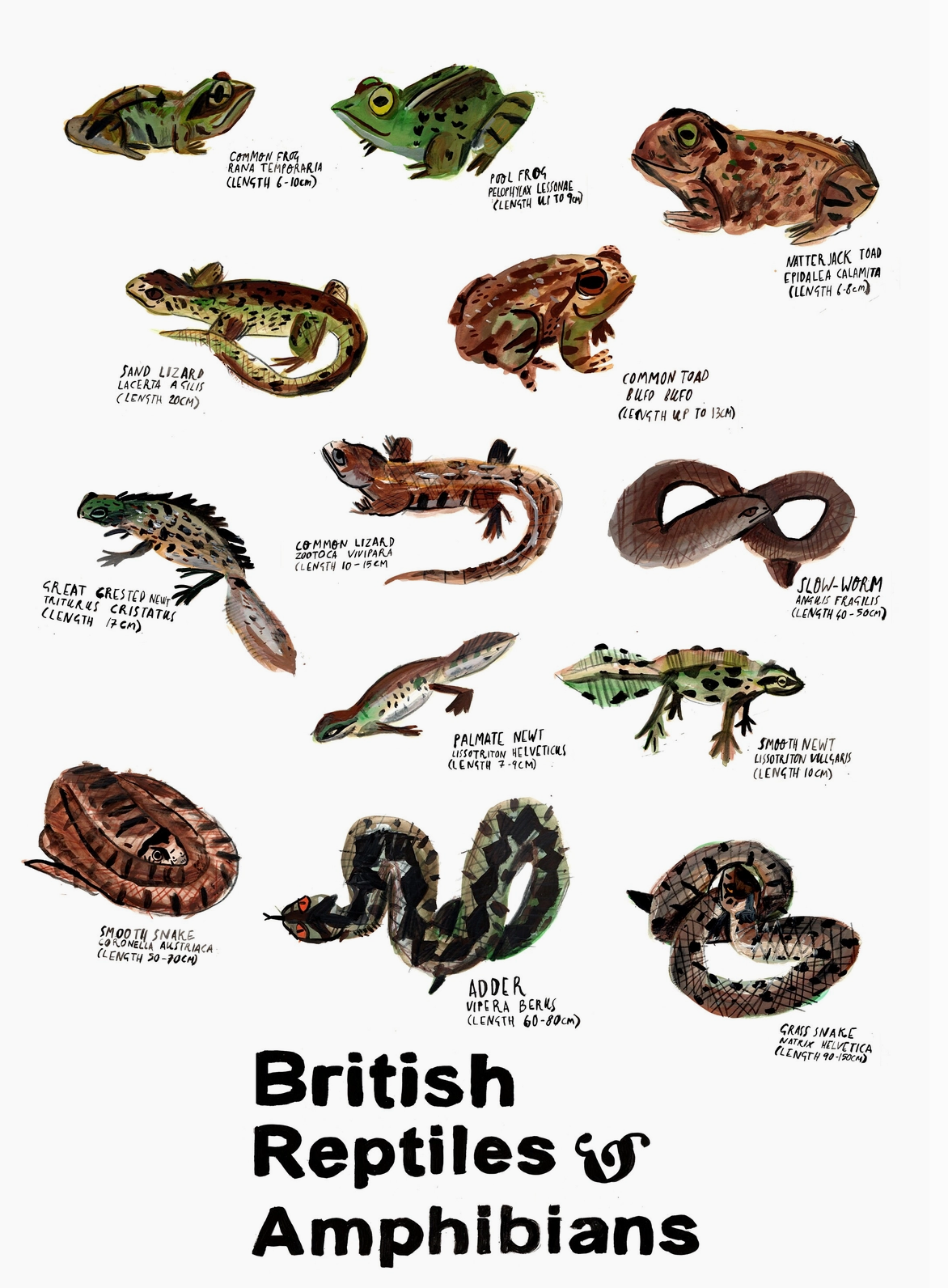 Dick Vincent Illustrations Print- British Reptiles & Amphibians