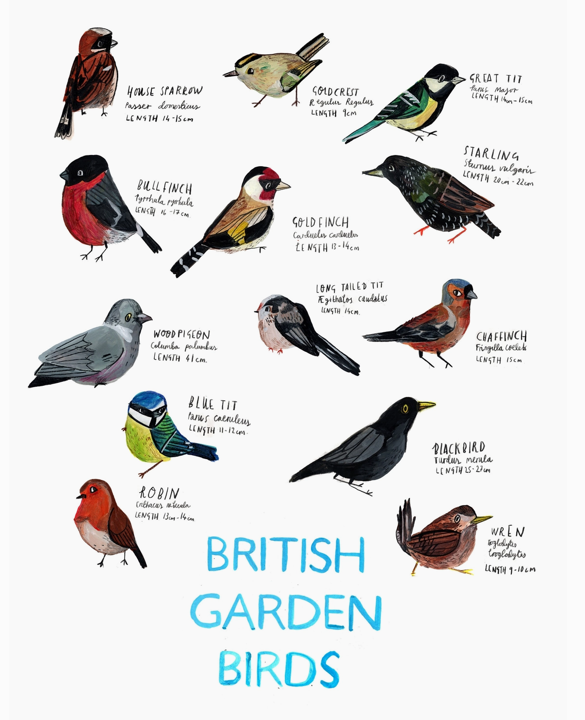 Dick Vincent Illustrations Print - British Garden Birds
