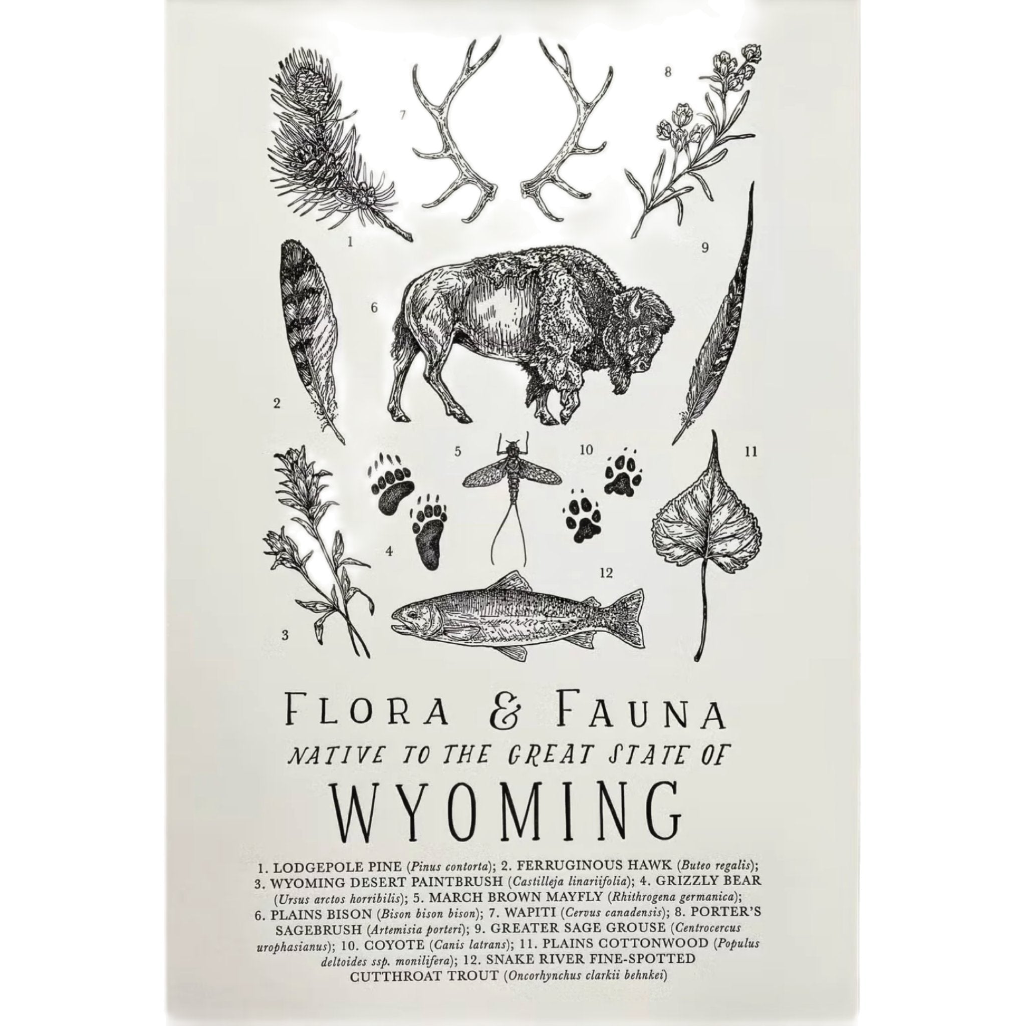 The Wild Wander Wyoming Field Guide Letterpress Print (11x17) features an illustration of flora and fauna native to Wyoming, including a bison, hawk, bear, fish, antlers, plants, and paw prints on high-quality cotton paper.