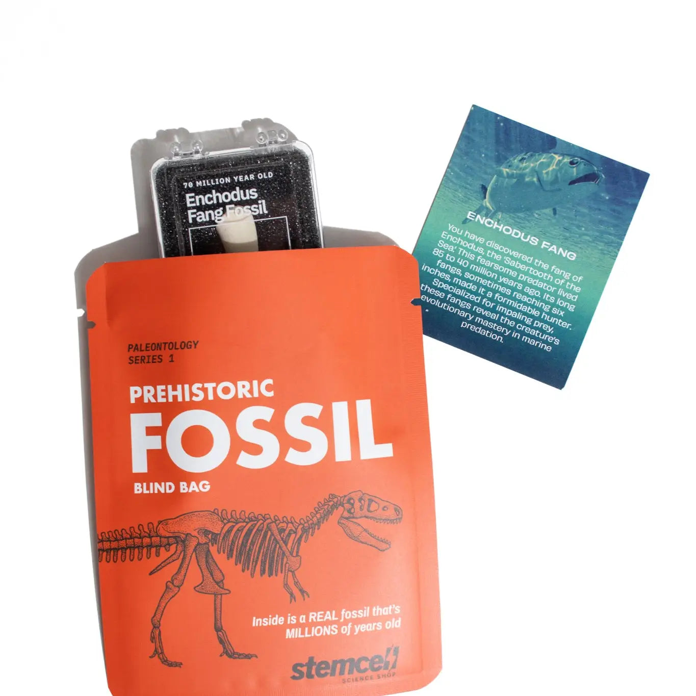 Stemcell Science Fossil Blind Bag with real fossil, labeled ID tag, and info card. Authentic fossil collectible for STEM learning.
