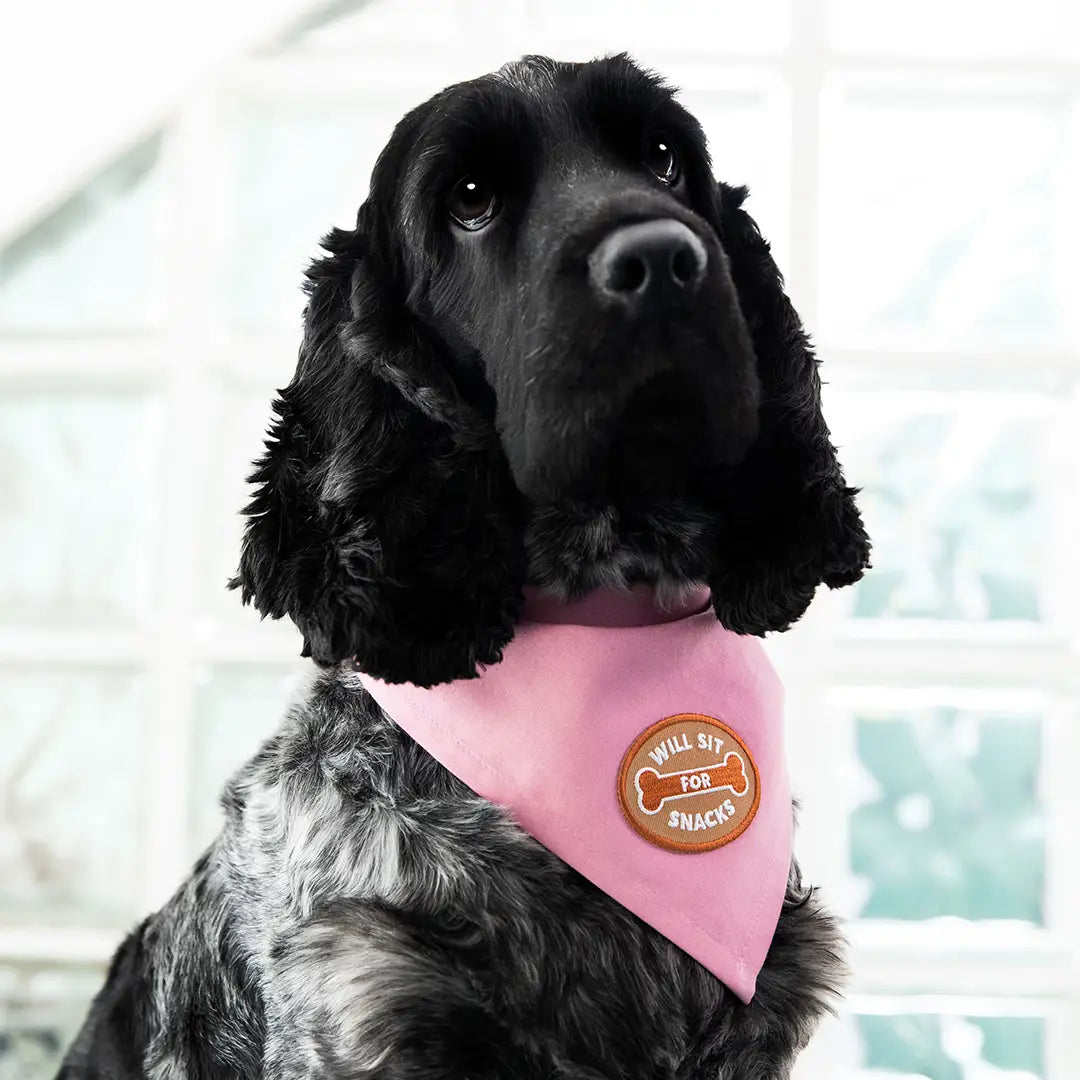 Scout’s Honour Will Sit For Snacks Dog Patch