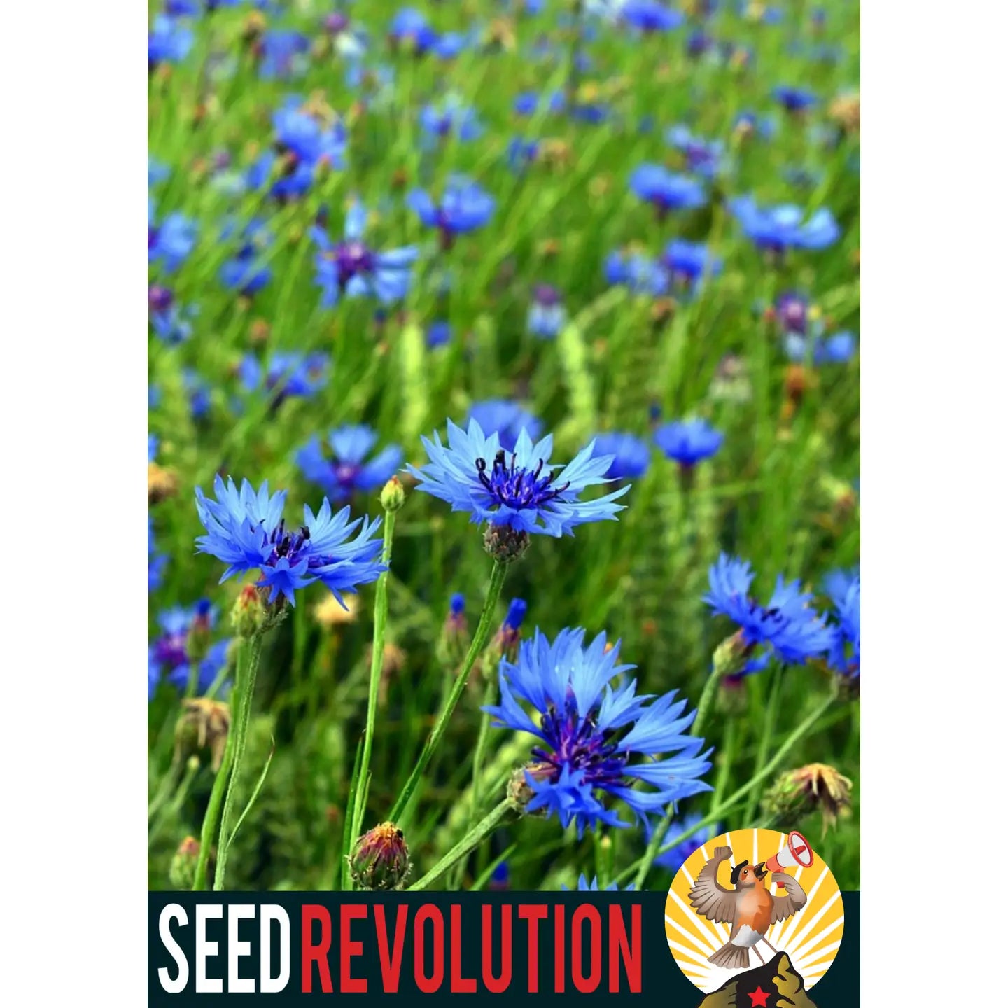 Seed Revolution Wildflower Cornflower Seed Packets