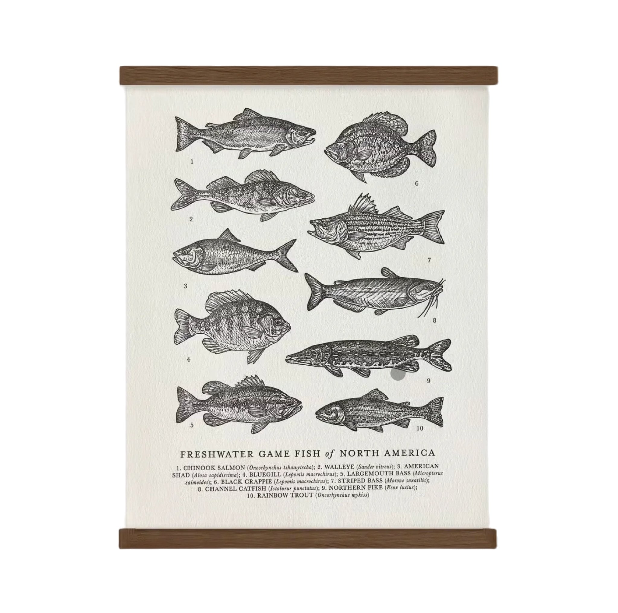 A vintage hand-illustrated guide, The Wild Wander Freshwater Fish Guide Print (11x14), features ten freshwater game fish of North America, elegantly labeled and displayed in two vertical rows on a textured white background. The design is reminiscent of letterpress printed art.