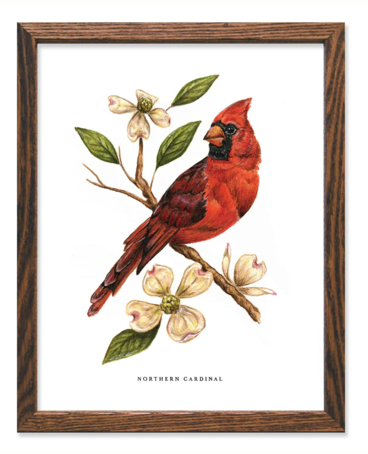 Cardinal & Dogwood 11x14 art print—vibrant cardinal on a branch, wall decor, no frame, perfect bird lovers gift.