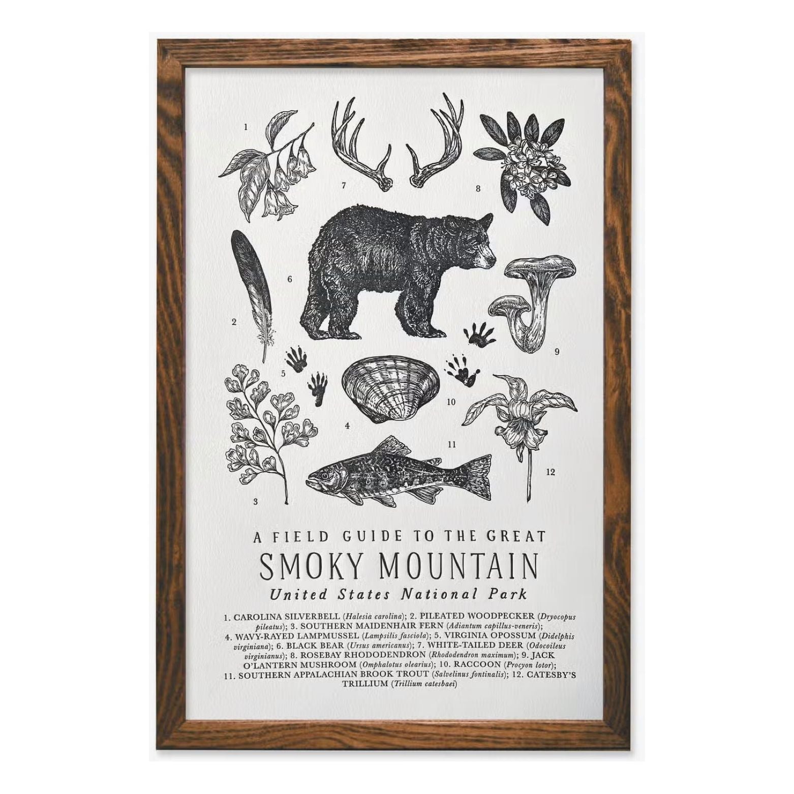 Introducing The Wild Wander Smokey Mountains National Park Field Guide Print (11x17), a beautifully crafted guide featuring black and white illustrations and a detailed chart of the flora and fauna, all elegantly framed in wood.