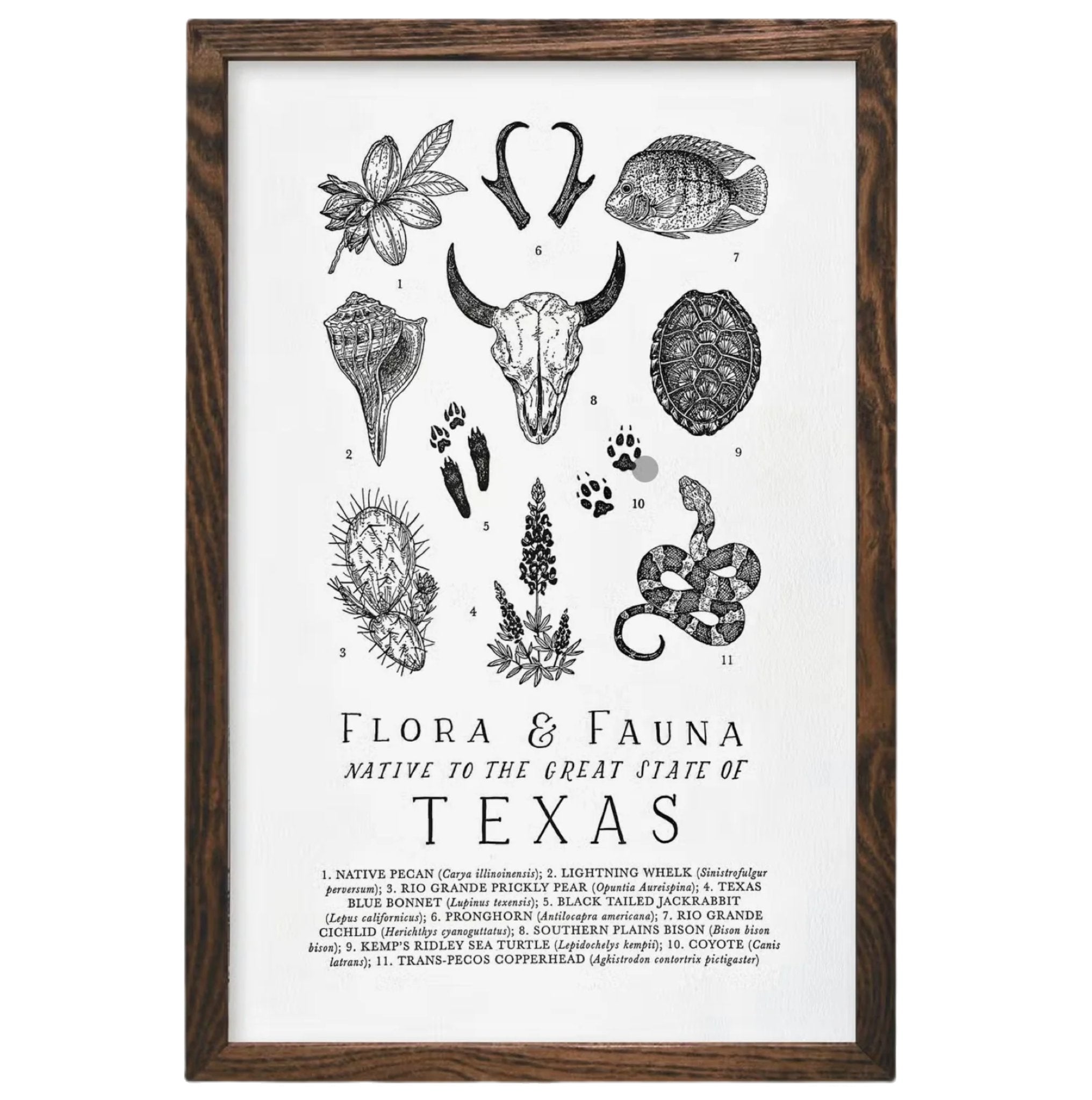 A framed poster titled “The Wild Wander Texas Field Guide Print (11x17)” with hand-illustrated, detailed illustrations of plants and animals native to the Great State of Texas.
