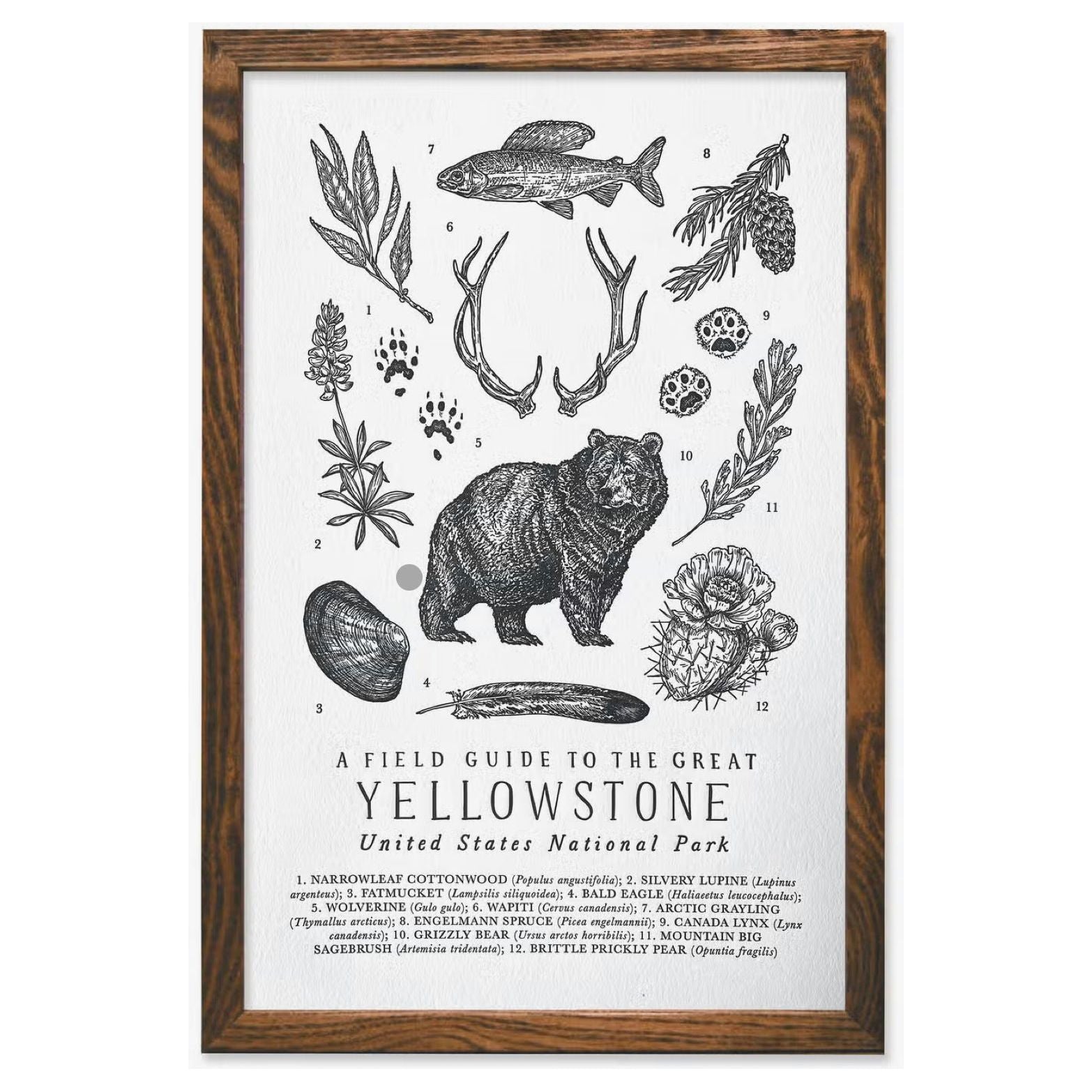 The Wild Wander Yellowstone Field Guide Print (11x17) is an illustrated field guide to Yellowstone National Park that includes a beautifully crafted letterpress chart, featuring drawings of a bear, fish, flora, and fauna with their names underneath.