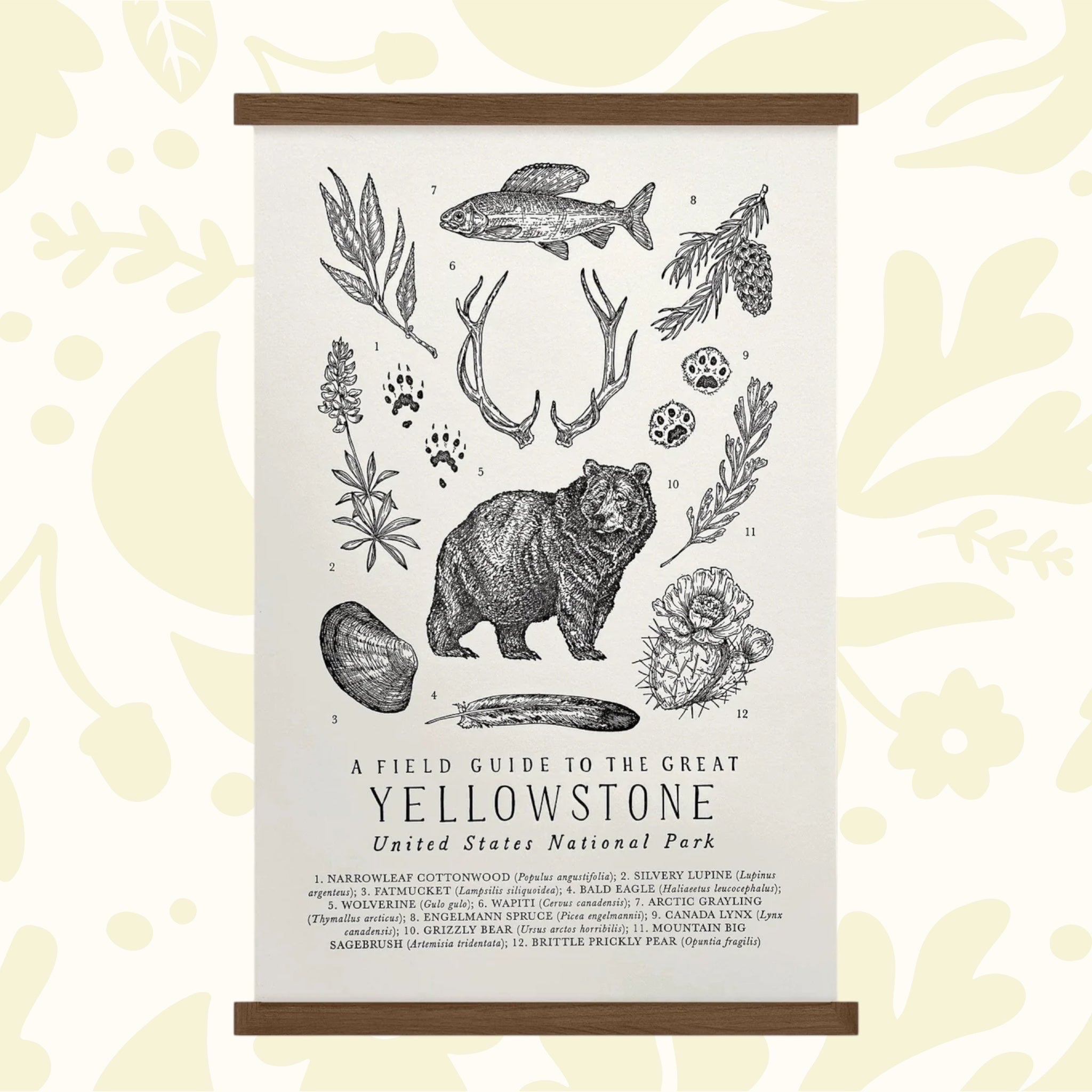 Forager Provisions LTD Yellowstone field guide print on off-white cotton paper with black ink wildlife illustrations.