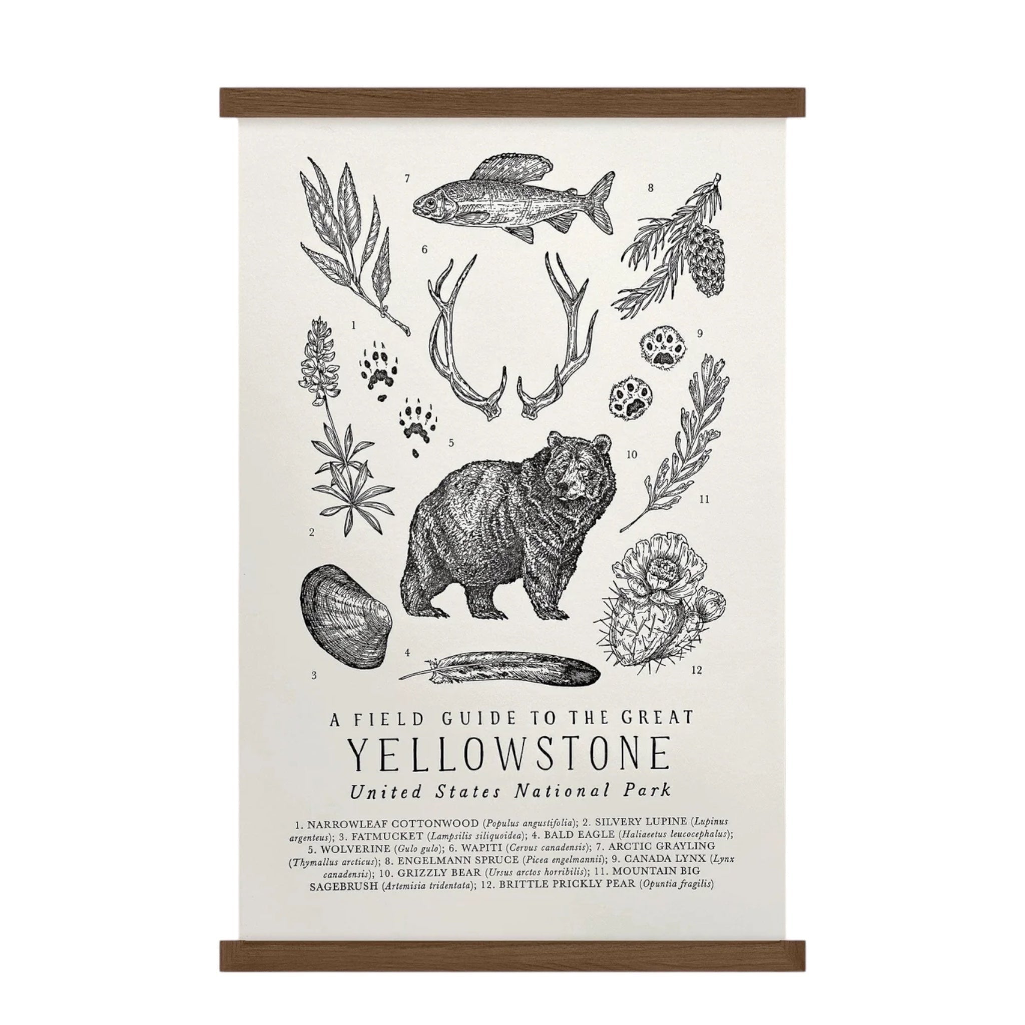 Forager Provisions LTD Yellowstone field guide print on off-white cotton paper with black hand-illustrated wildlife.