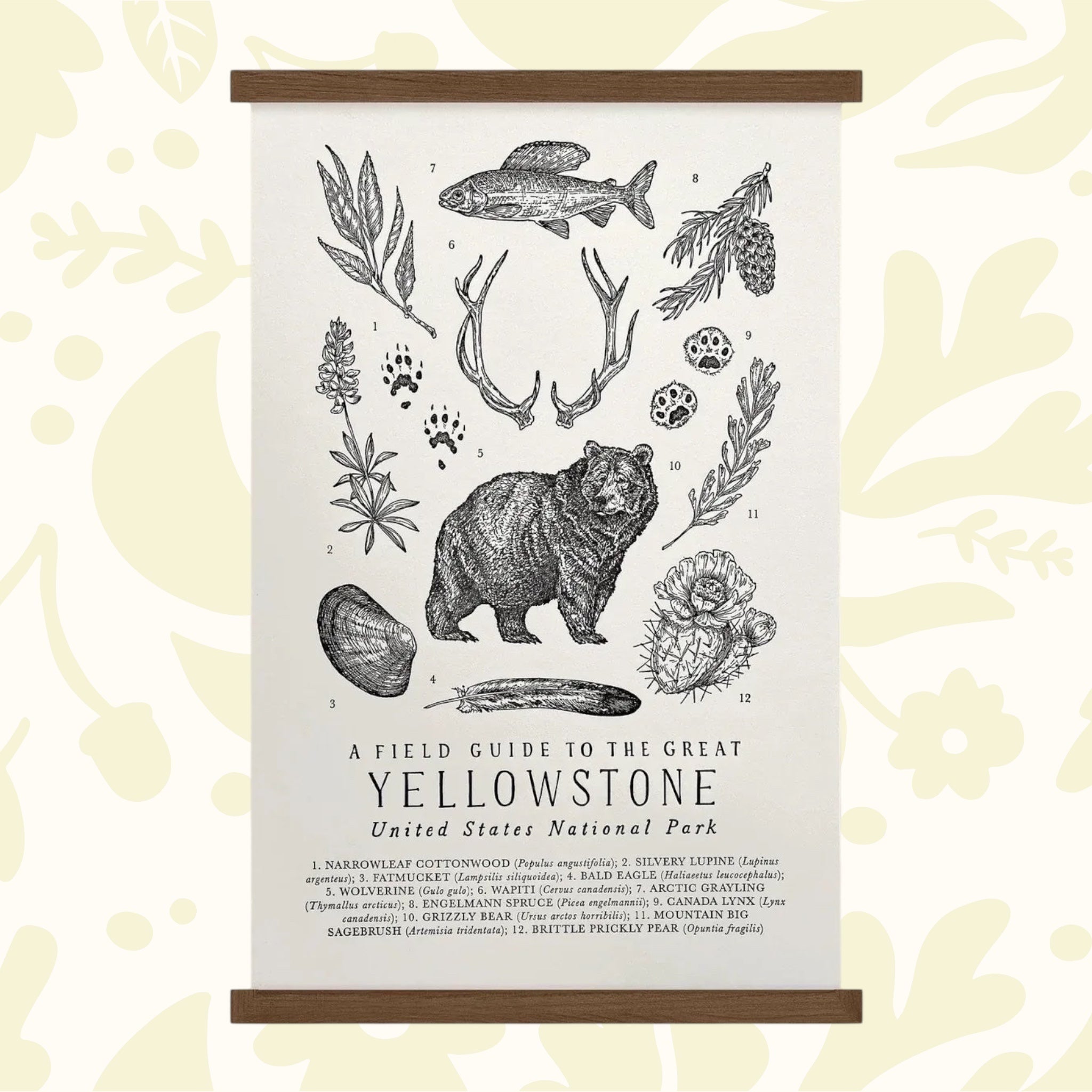 Forager Provisions LTD Yellowstone field guide print on off-white cotton paper with hand-illustrated wildlife art.
