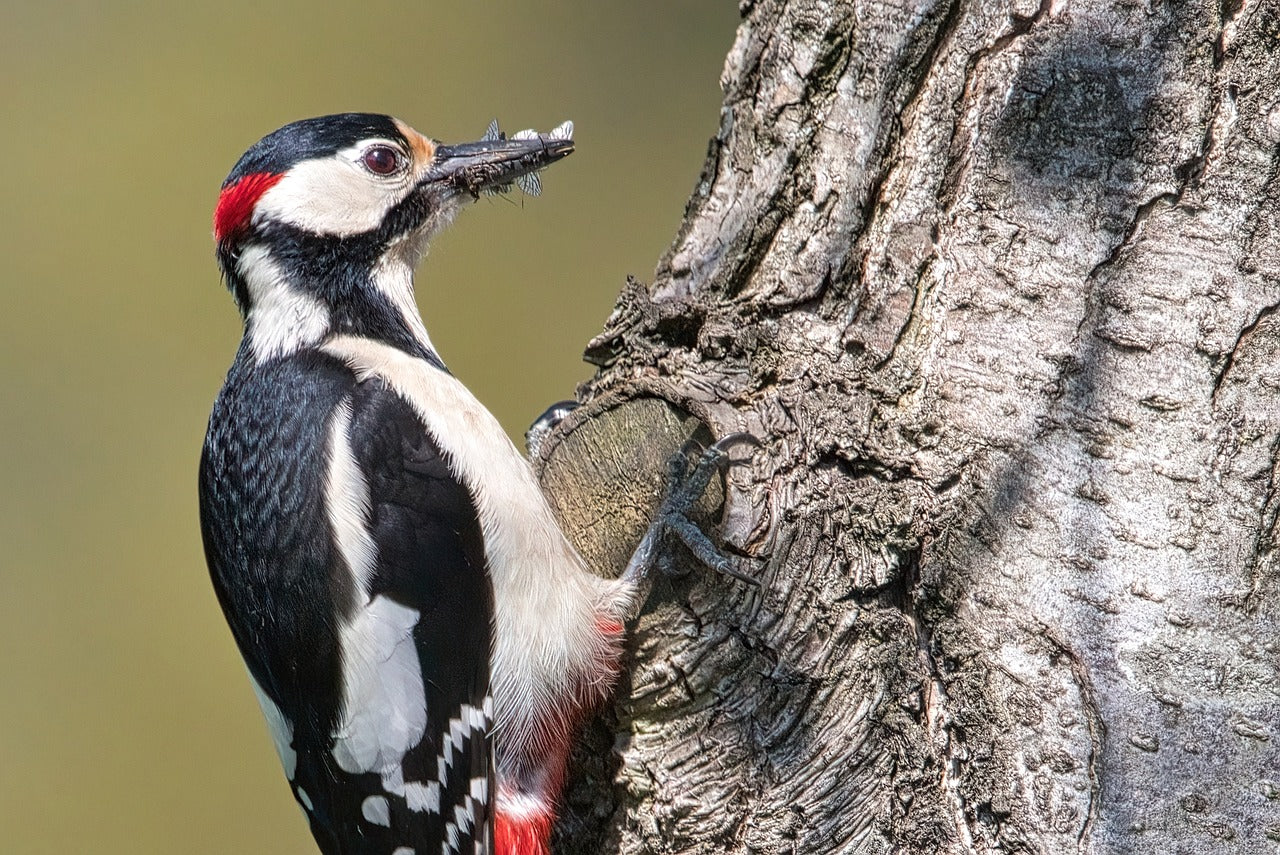 Forager Picks - British Garden Birds To Spot In Spring