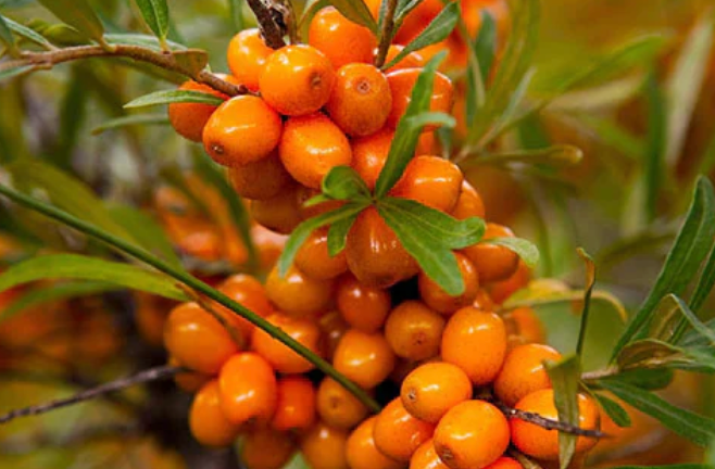 Pelegrims-Skincare-At-Forager-Provisions