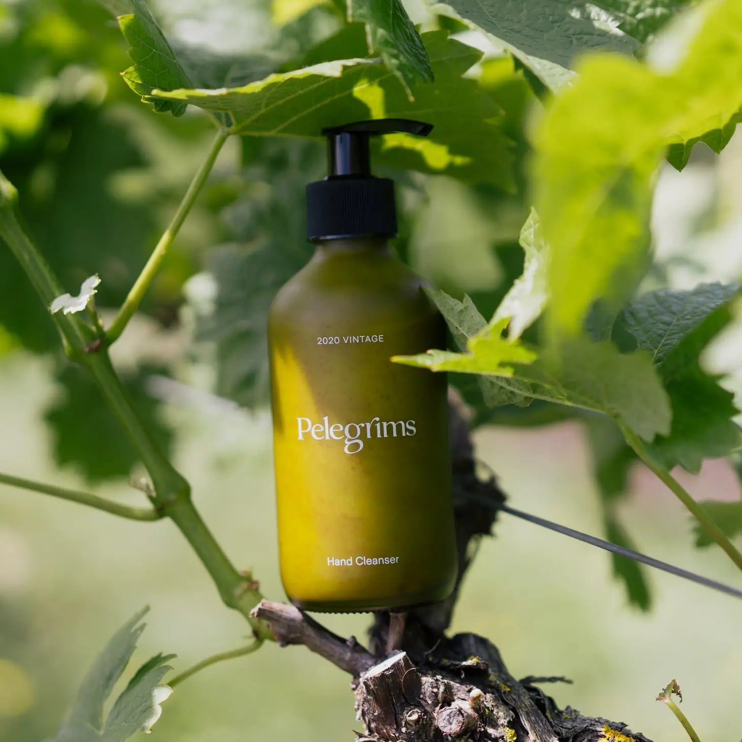 A green bottle of Pelegrims Polyphenol Hand Cream with a black pump dispenser on a white background. The label reads "Low Intervention Skincare" and features English Ortega Grape Extract for rejuvenation.