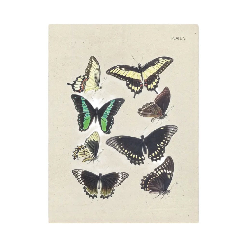 The Cognitive Surplus Illustration Greeting Card Specimen Plate VI Butterflies features a vintage illustration of eight colorful butterfly species labeled "Plate VI" on a beige background, making it an ideal choice for an eco-friendly greeting card crafted from recycled materials.