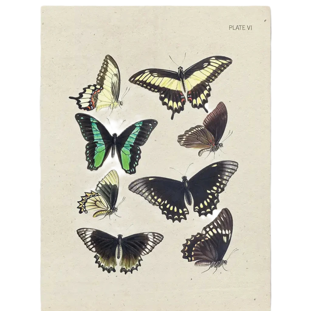 The Cognitive Surplus Illustration Greeting Card Specimen Plate VI Butterflies features a vintage illustration of eight colorful butterfly species labeled "Plate VI" on a beige background, making it an ideal choice for an eco-friendly greeting card crafted from recycled materials.