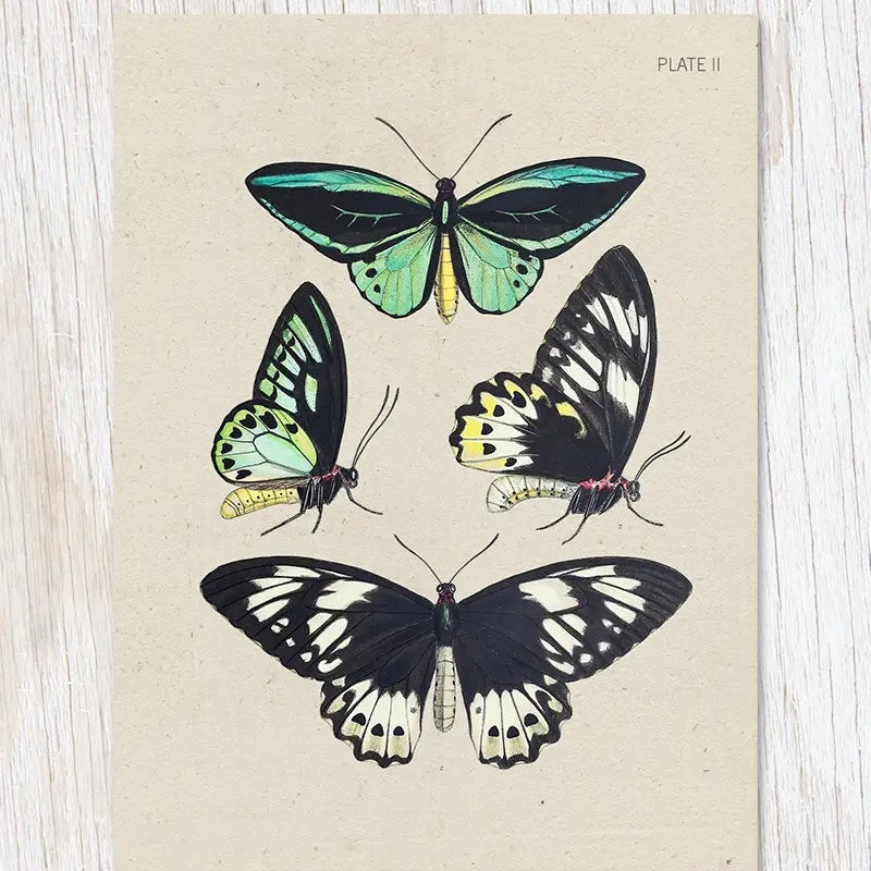 An illustration from the Cognitive Surplus Illustration Greeting Card Specimen Butterflies collection depicts four colorful butterflies on a beige background, labeled "Plate II." The butterflies display a variety of colors and patterns, making this scientific illustration card perfect for a unique butterfly greeting card.