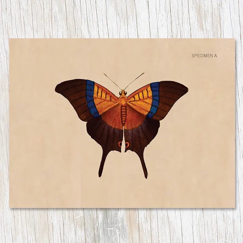 The Cognitive Surplus Illustration Greeting Card Specimen A Butterfly showcases a butterfly with brown wings highlighted by blue and orange accents, elegantly displayed on a beige background.