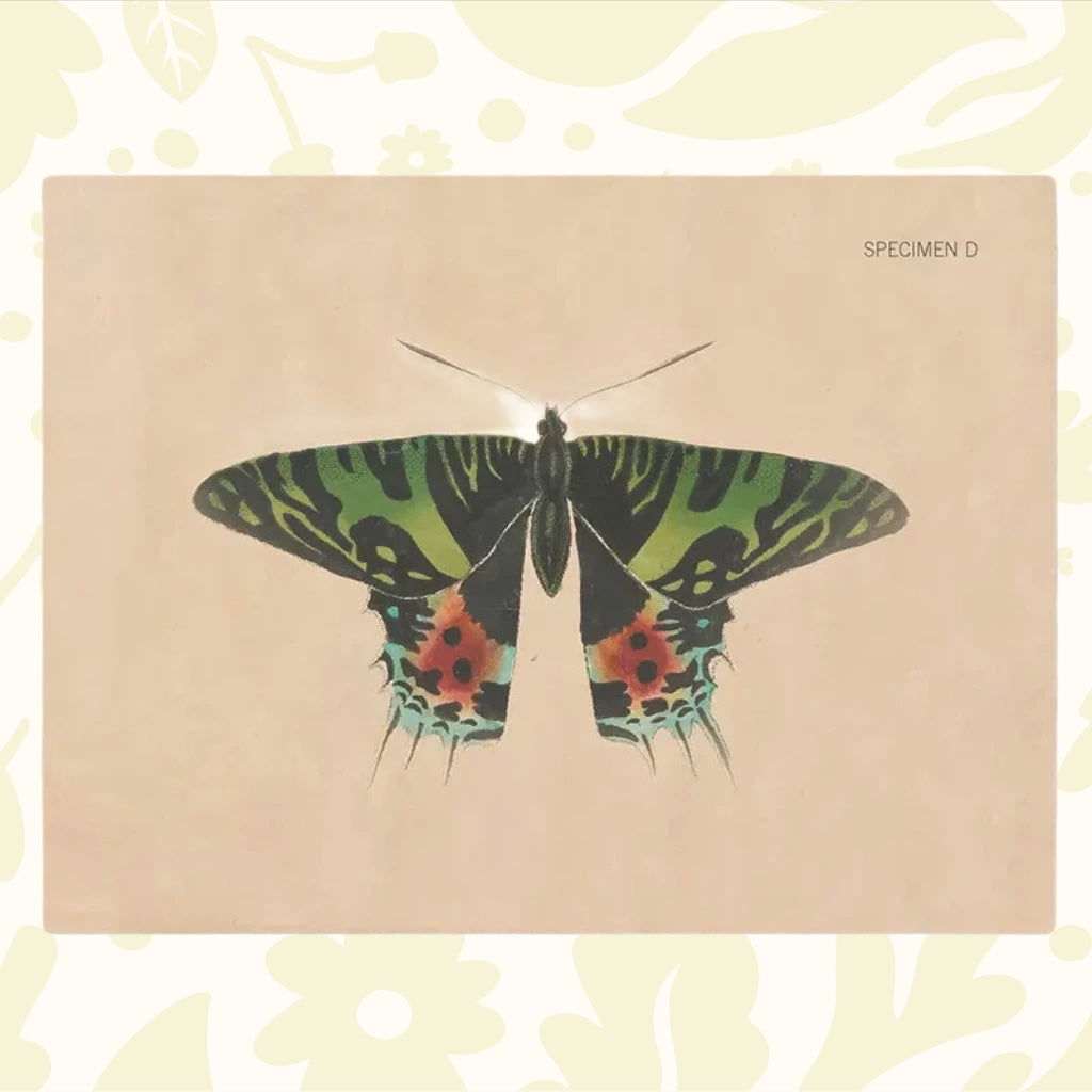 Illustration of a Chrysiridia rhipheus with green-and-black patterned wings and red spots, labeled "Specimen Plate D," on a beige background, perfect for an eco-friendly greeting card from the Cognitive Surplus Illustration Greeting Card collection.