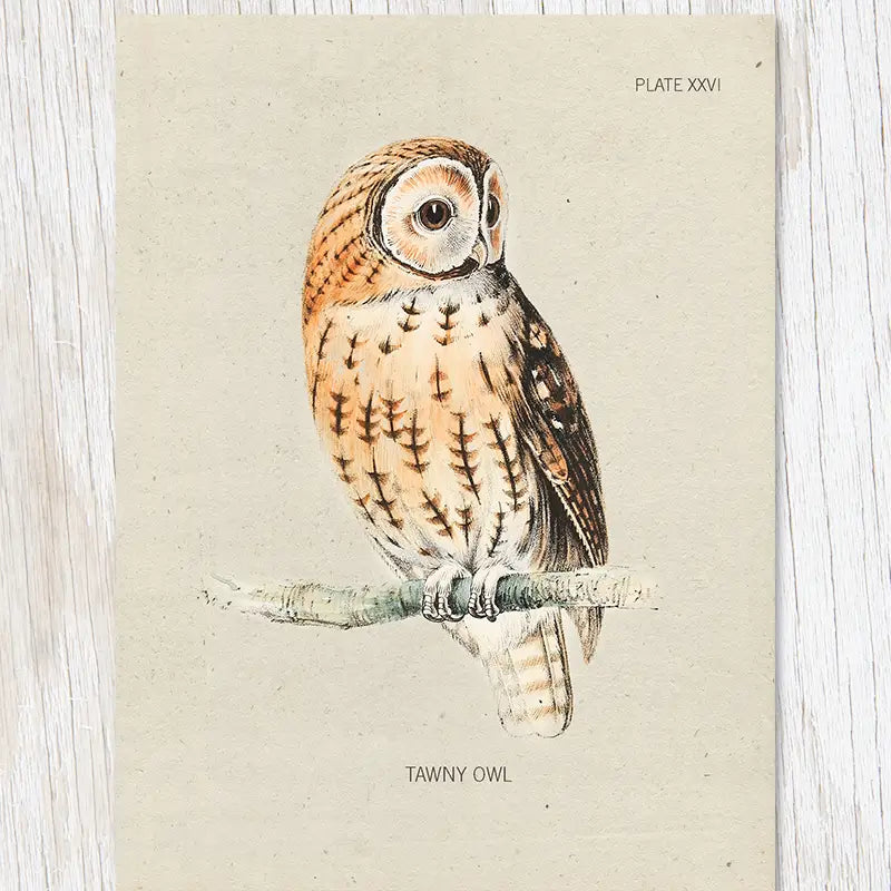 Illustration of a tawny owl perched on a branch, labeled "Tawny Owl" and "Plate XXVI" on a light background. This artful piece is part of the Cognitive Surplus Illustration Greeting Card Specimen Tawny Owl collection and is printed on 100% recycled card.