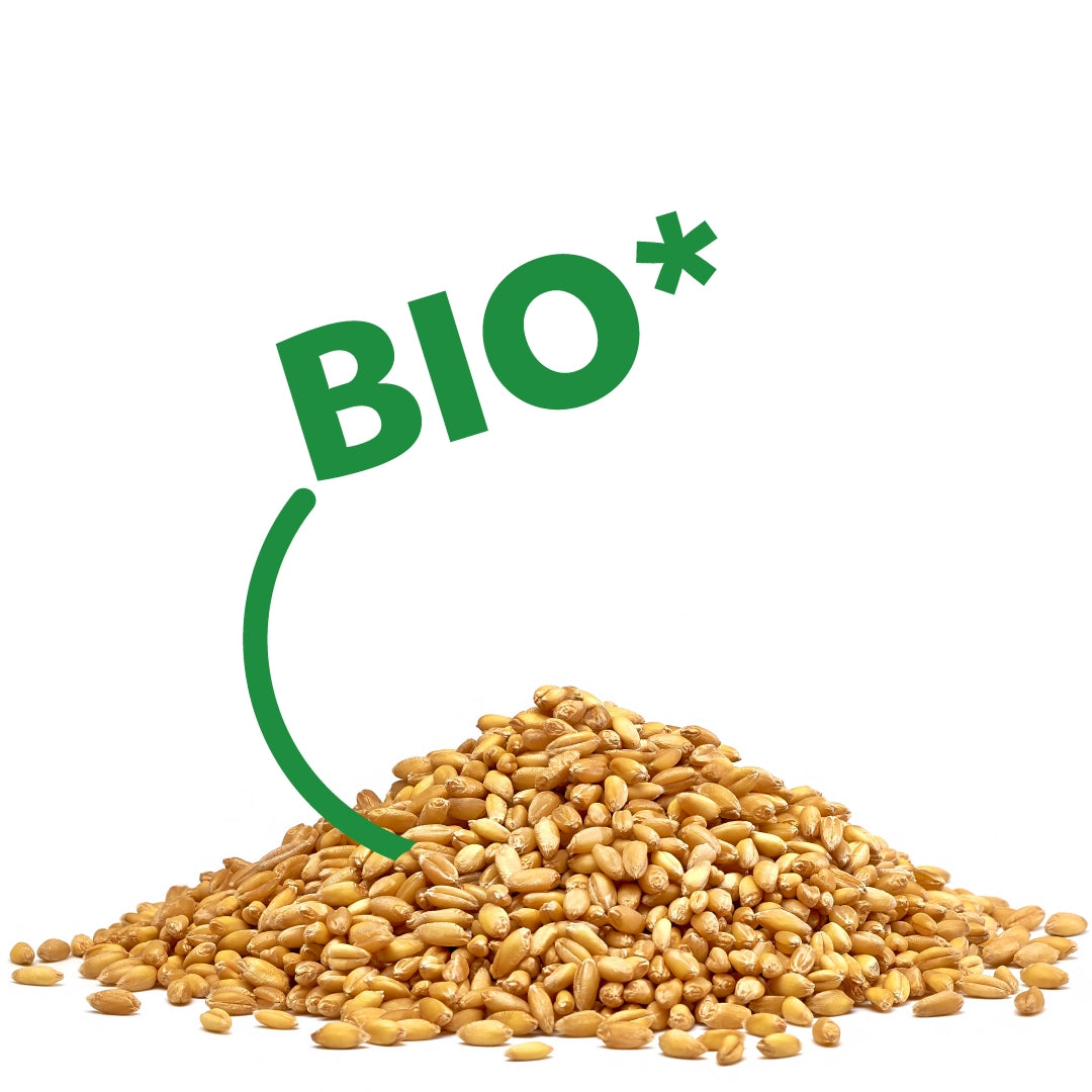 Wheat grains piled up with BIO* above, ideal backdrop for Leschi Grain Pillow Brown Dog; natural, organic cushion background.