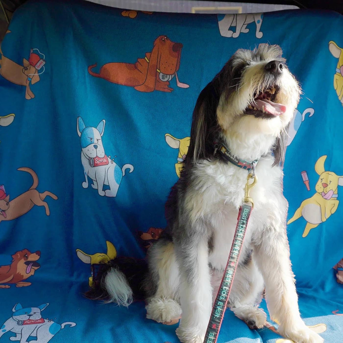 Forager Provisions LTD Sprints dog-print quick-dry towel used as a car seat cover with a happy dog sitting on it.