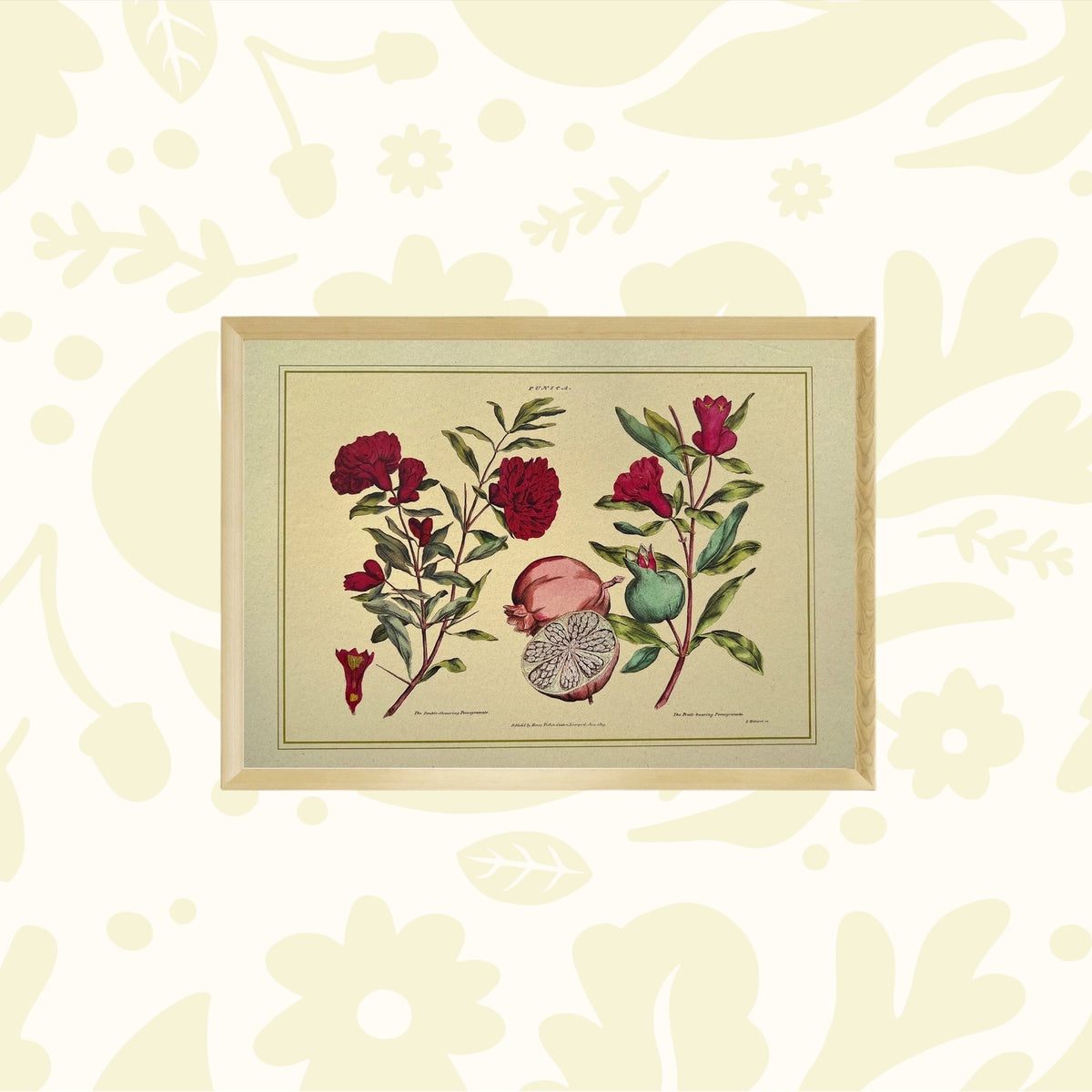Eco-friendly Napiers Punica Granatum A3 wall art—botanical decor crafted from recycled agricultural waste, sustainable print.