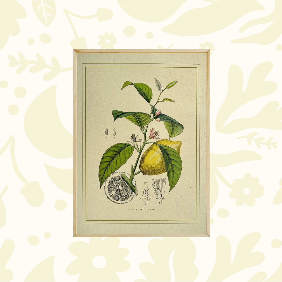 Napiers Botanical Limonum Lemon A3 print, eco-friendly recycled paper, decor on light green wall—sustainable home art display.