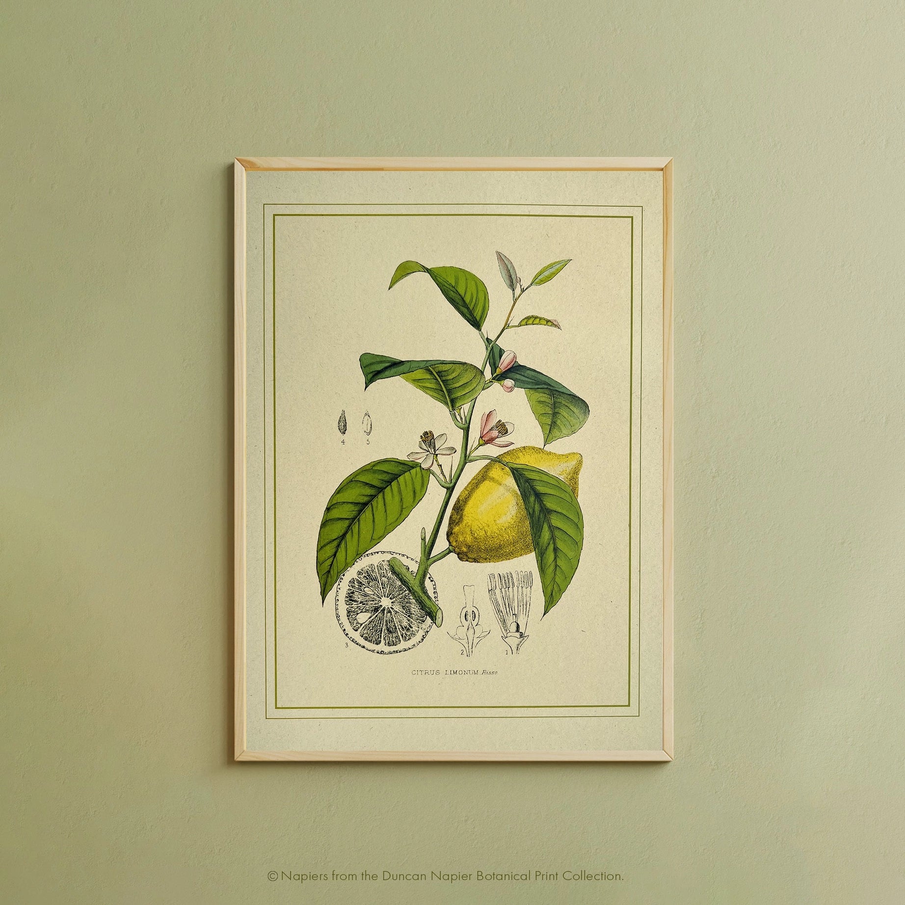 Napiers Botanical Limonum Lemon A3 print, eco-friendly recycled paper, decor on light green wall—sustainable home art display.