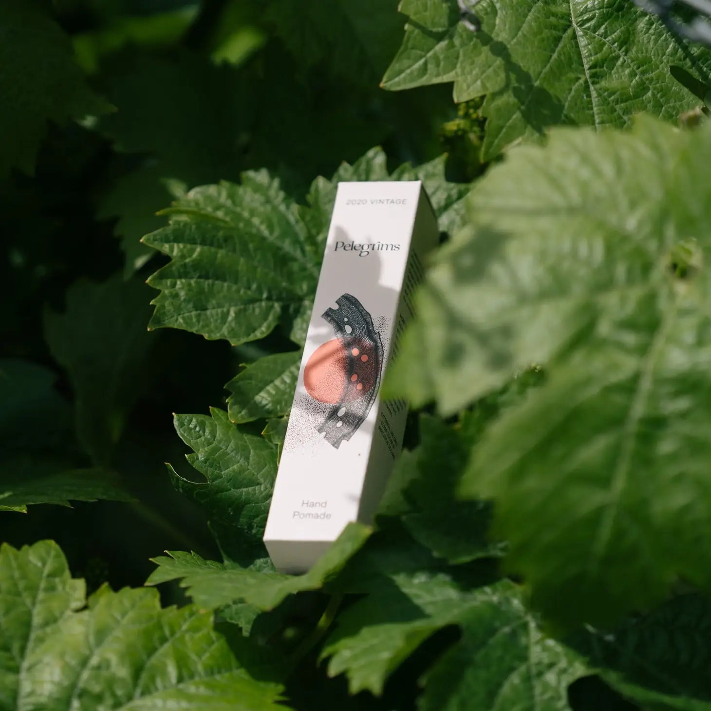 A box of Pelegrims Hand Pomade, enriched with Provitamin B5, is surrounded by lush green leaves, standing upright with its design and branding visible.