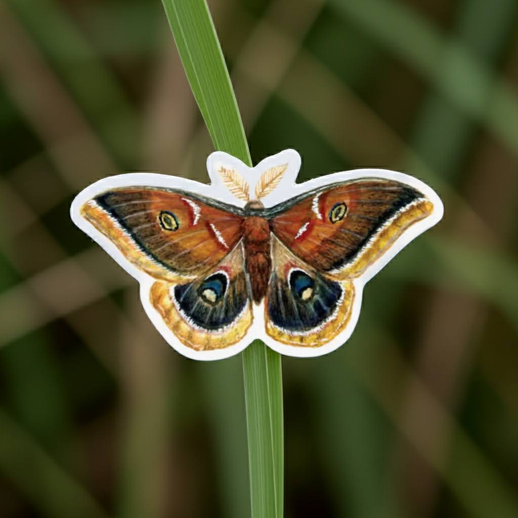 The Wild Wander Polyphemus Moth Sticker