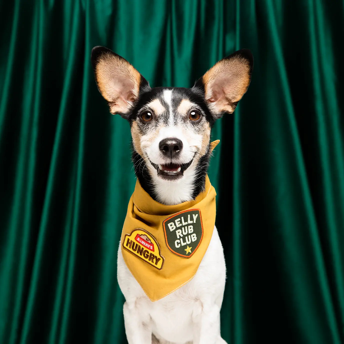 Scout’s Honour Lover Not A Biter Dog Patch