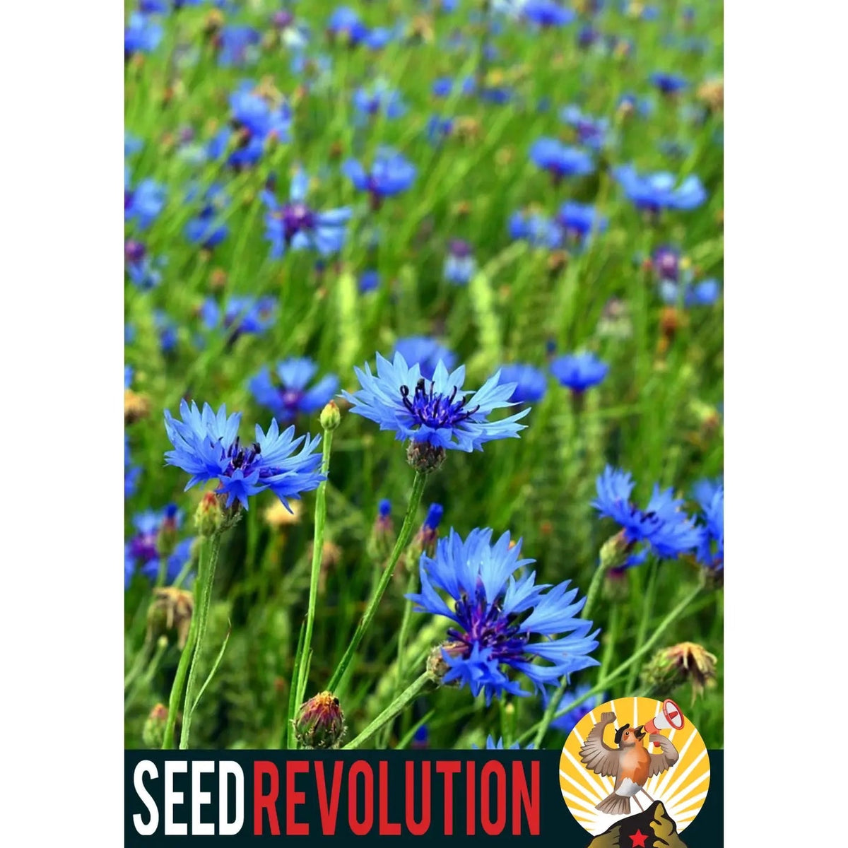 Forager Provisions LTD Seed Revolution vibrant blue cornflower wildflower meadow in full bloom