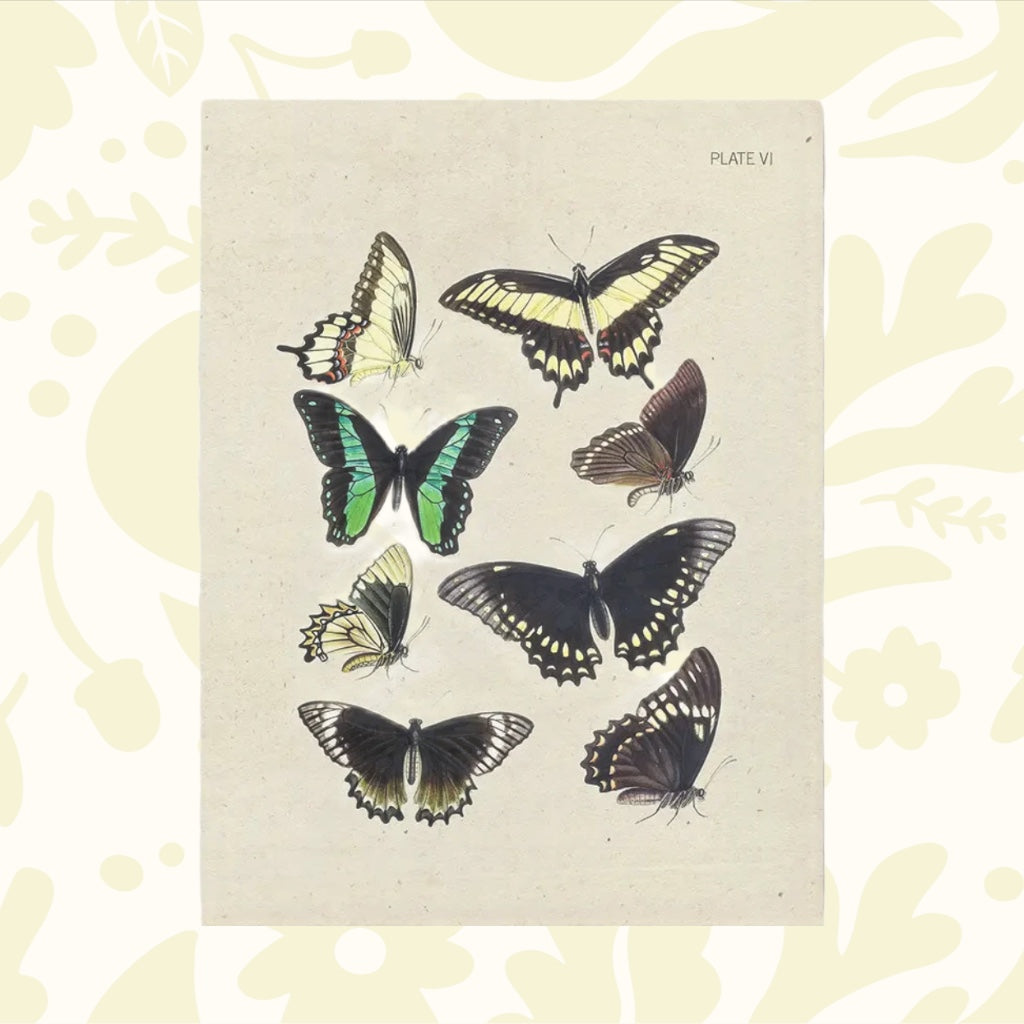 Forager Provisions LTD greeting card featuring vintage-style butterfly illustrations on recycled cream paper