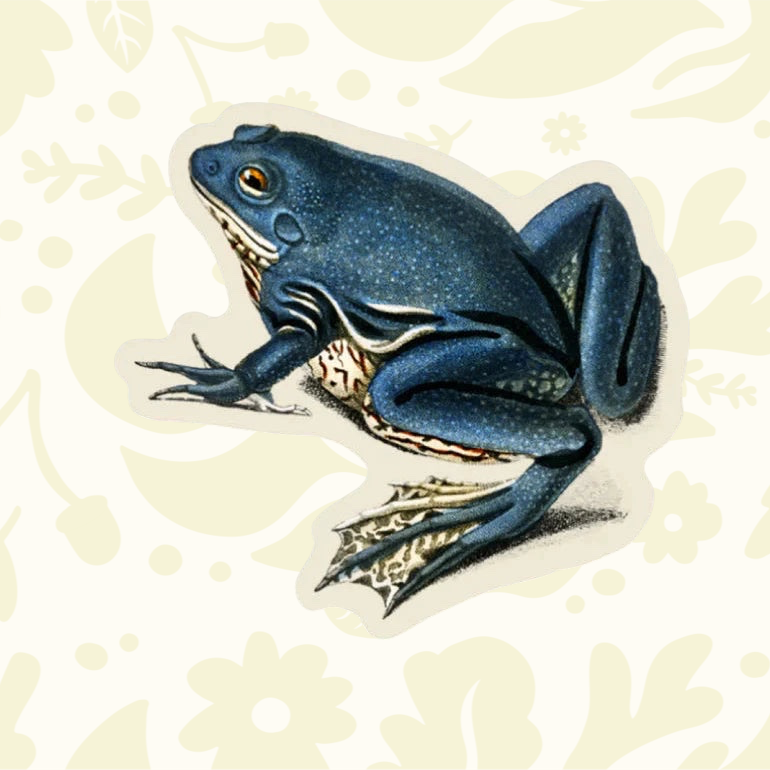 Forager Provisions LTD Stay Home Club exasperated frog vinyl sticker with a detailed blue frog illustration.