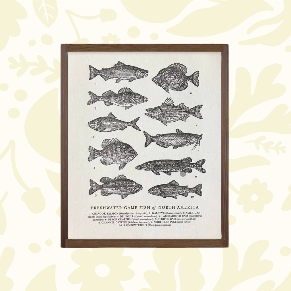 Forager Provisions LTD freshwater fish guide art print featuring hand-drawn game fish on textured cotton paper.