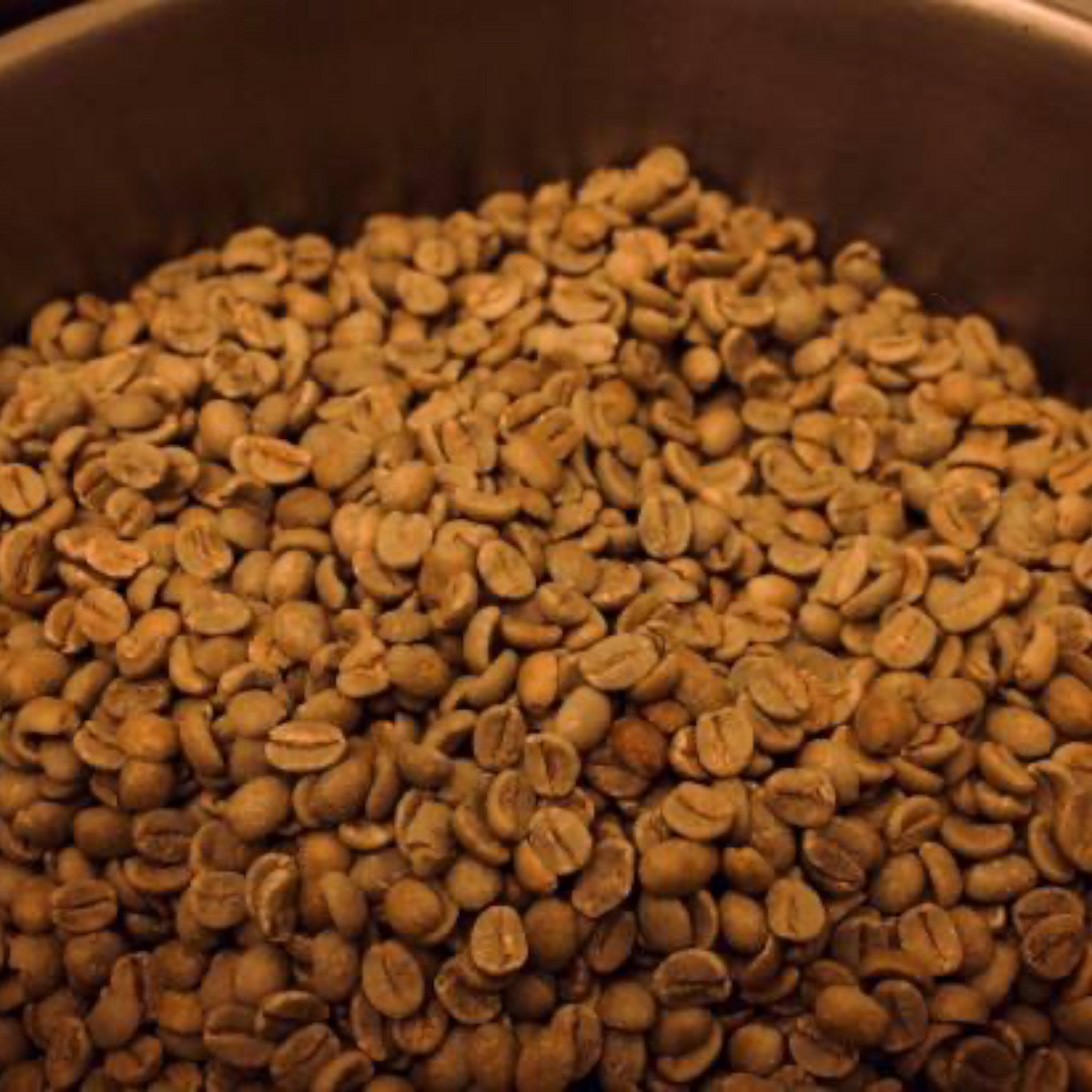 Forager Provisions LTD unroasted green coffee beans in a metal bowl for the Legs Coffee collaboration