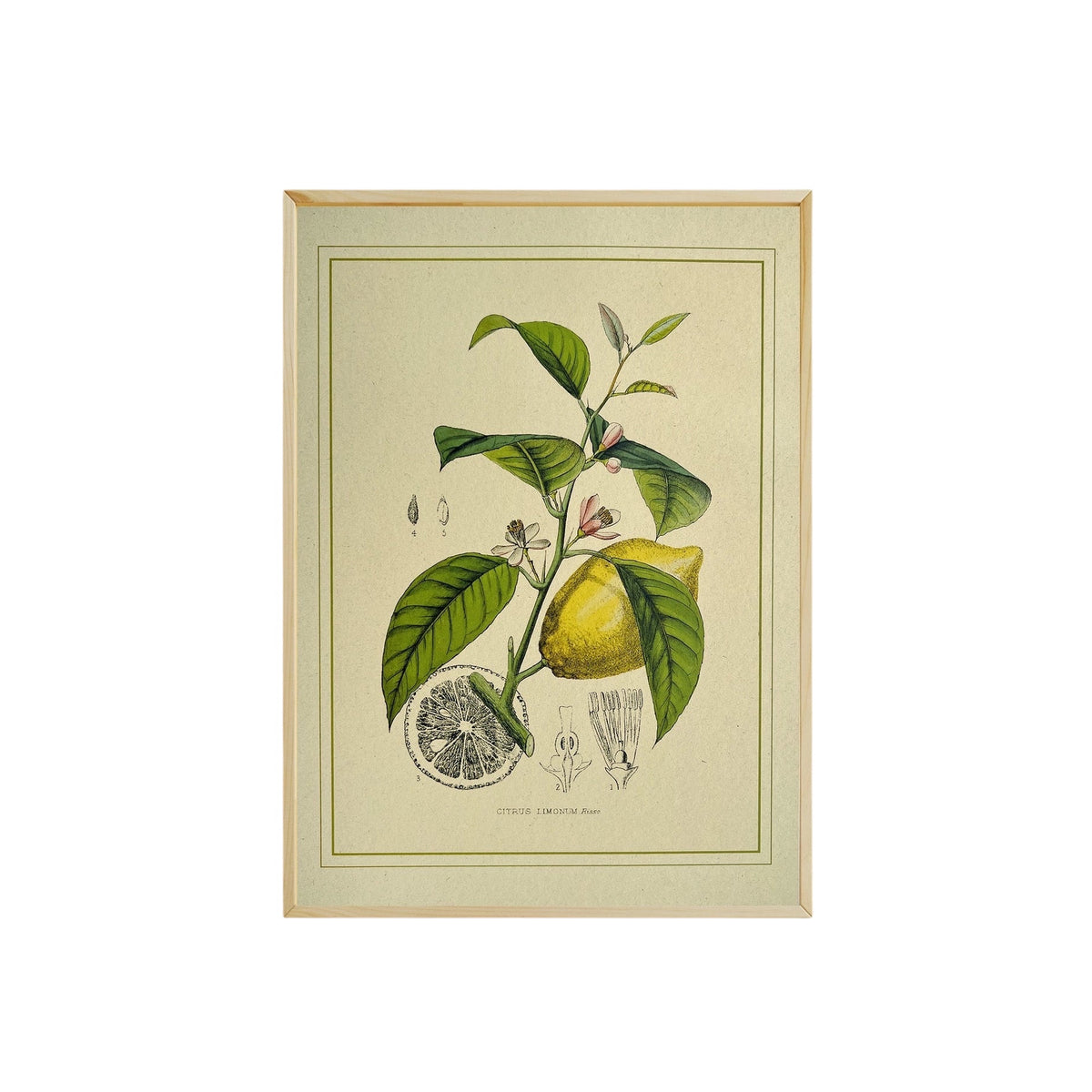 Forager Provisions LTD Napiers vintage lemon botanical art print on textured recycled paper in a light wooden frame.