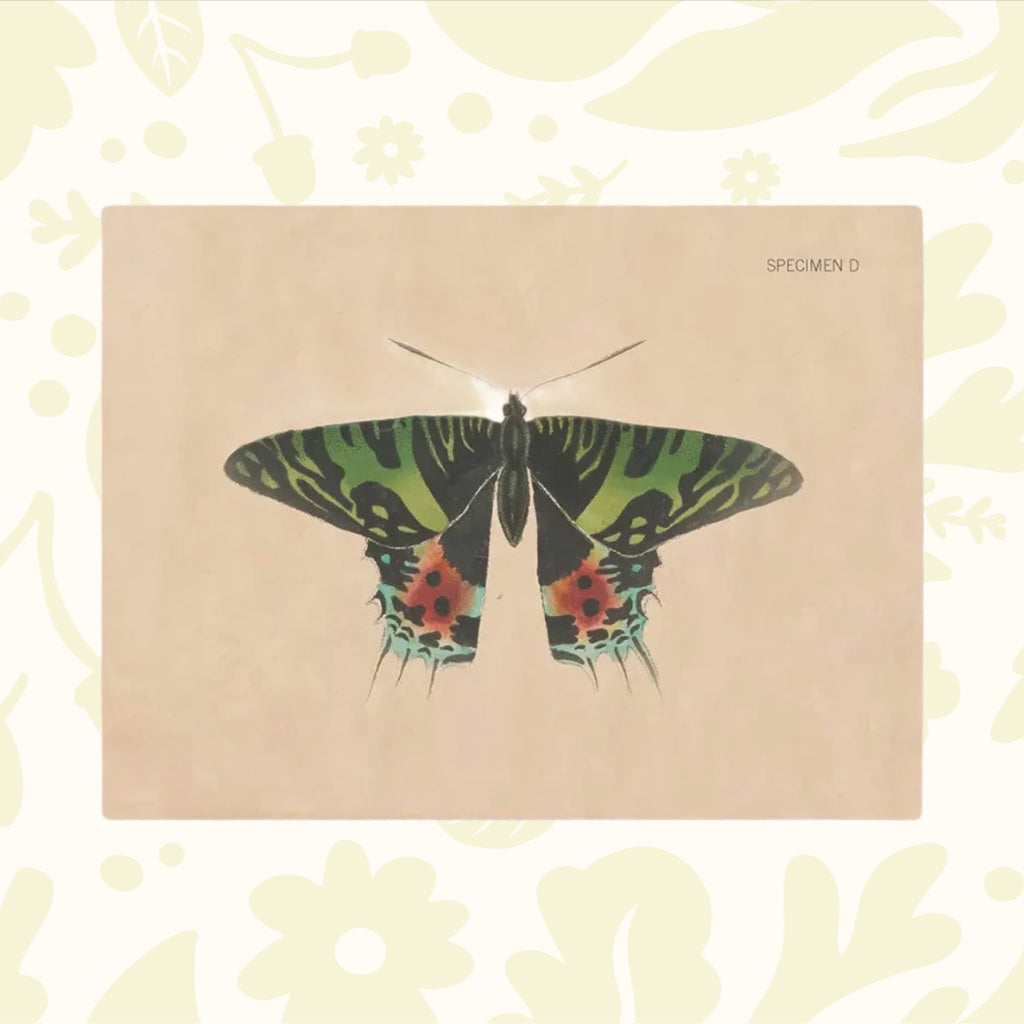 Forager Provisions LTD greeting card featuring a vintage-style illustration of a green and red Chrysiridia rhipheus moth
