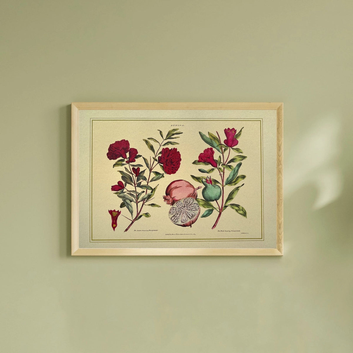 Eco-friendly Napiers Botanical Punica Granatum A3 print, sustainable pomegranate wall art for modern home decor.