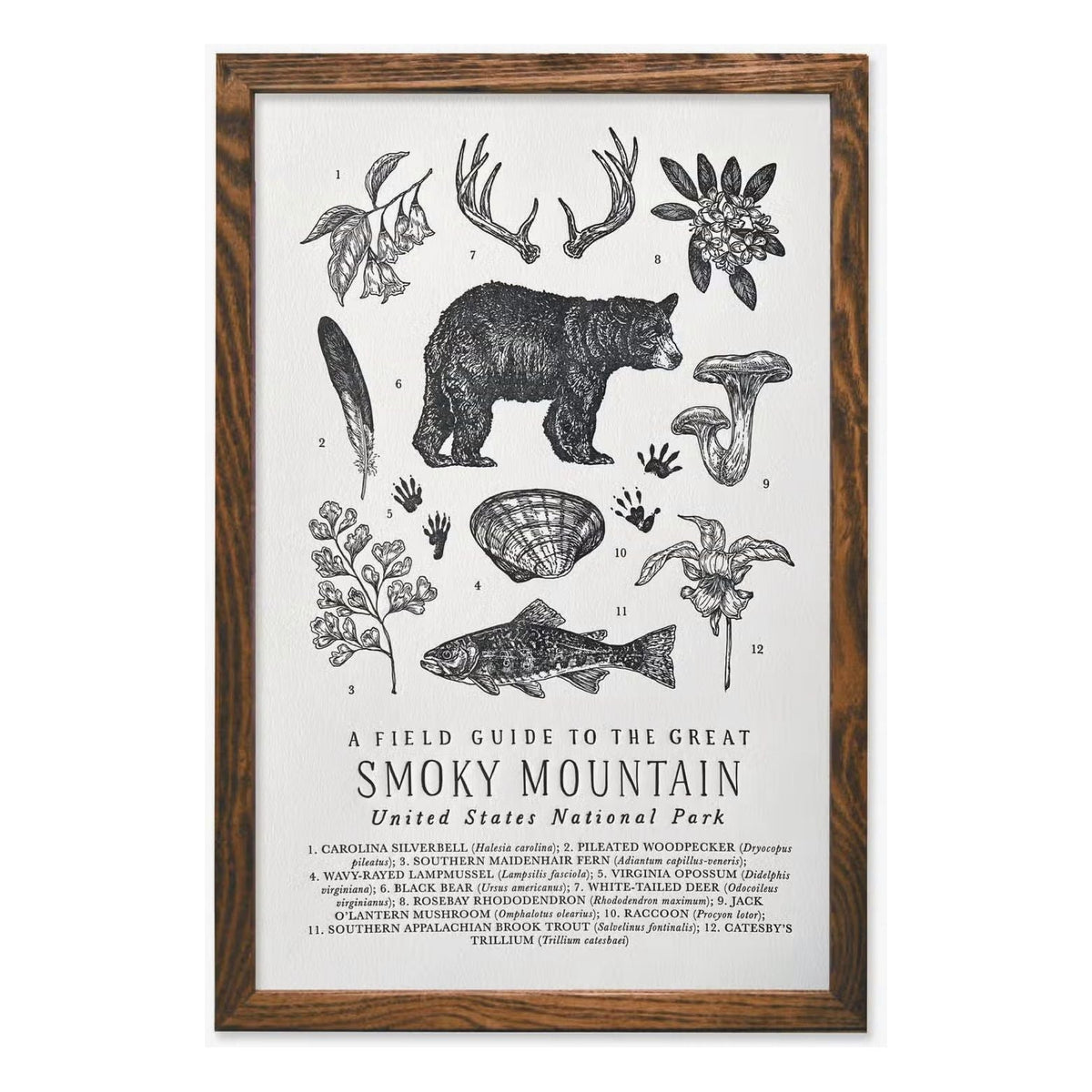Forager Provisions LTD 11x17 letterpress print of Smoky Mountains flora and fauna on off-white cotton paper in frame.